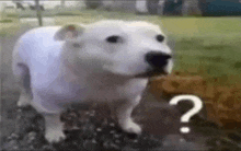A low resolution image of a pittie wearing pajamas and looking questioningly at the camera.